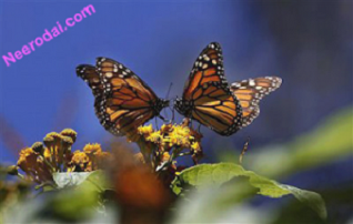 kaadhal valigalin kaarani