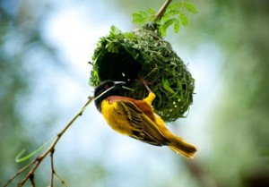 vizhuthugalaai vetri varum