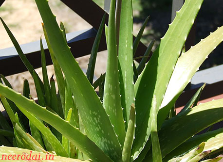psoriasis hair growth aloes psoriasis hair growth aloes
