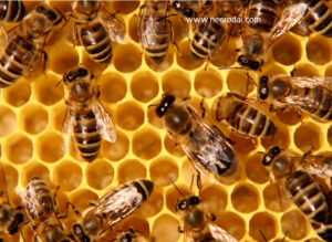 itralian honey bee business