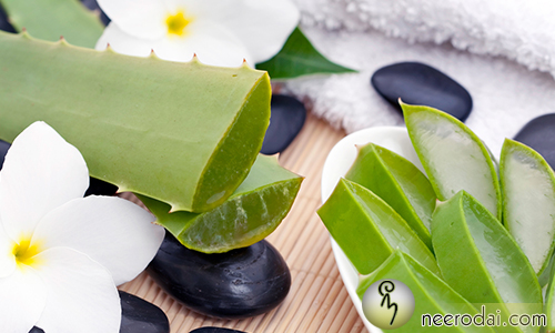 benefits of Cactus katraazhai nanmaigal