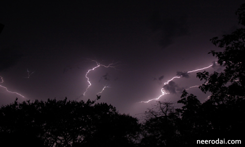 trees saves human life from thunder