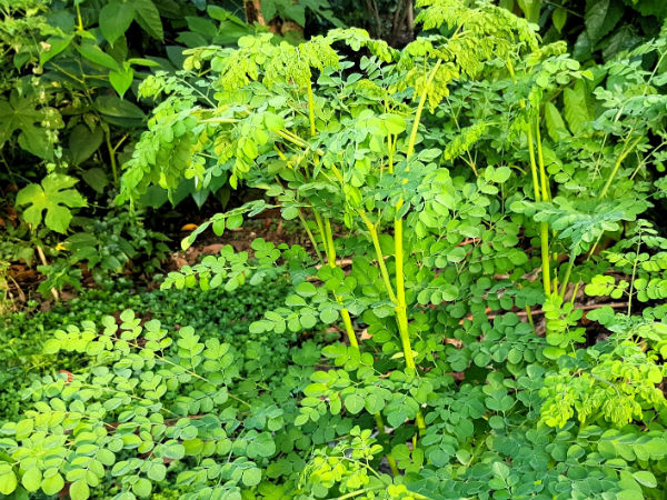 moringa soup murungai keerai adai